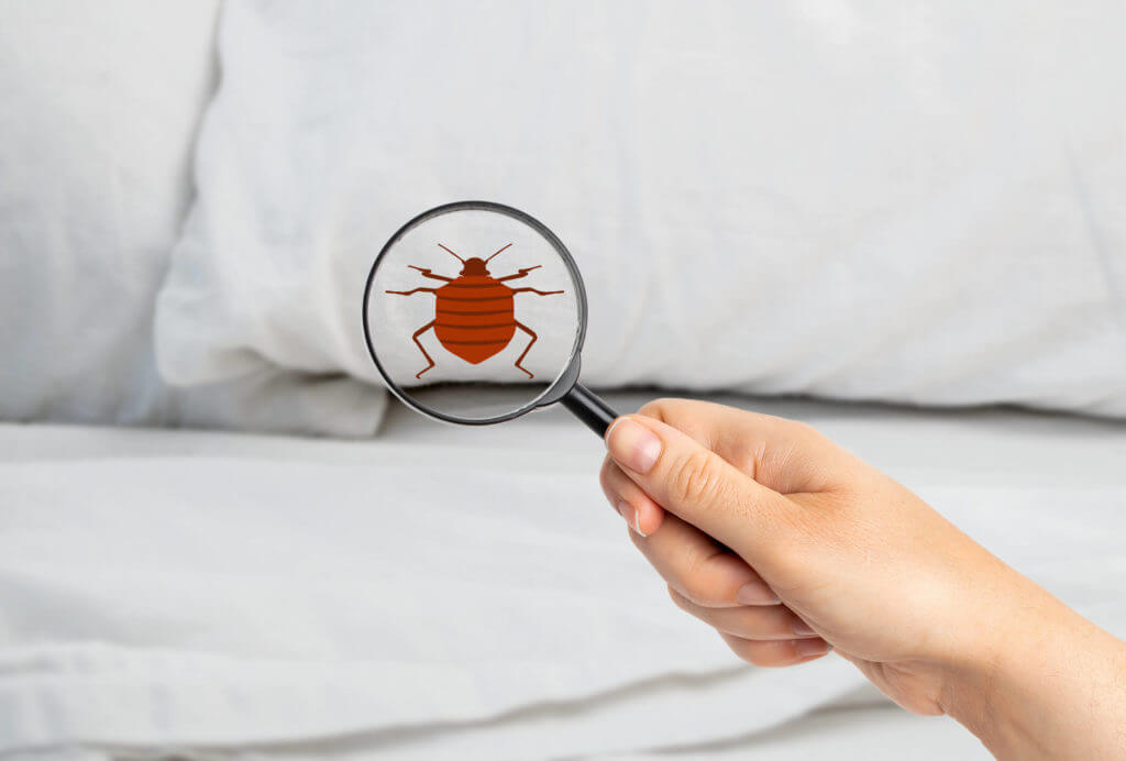 1692165376_bed bugs treatment.jpg